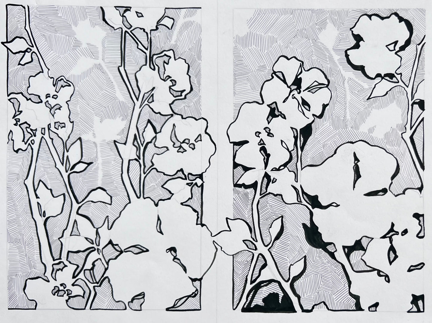 Cherokee Rose Contour Illustration