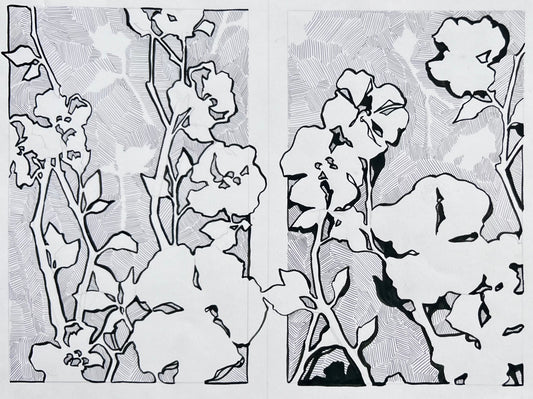 Cherokee Rose Contour Illustration