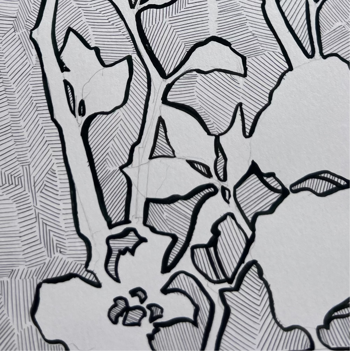 Cherokee Rose Contour Illustration