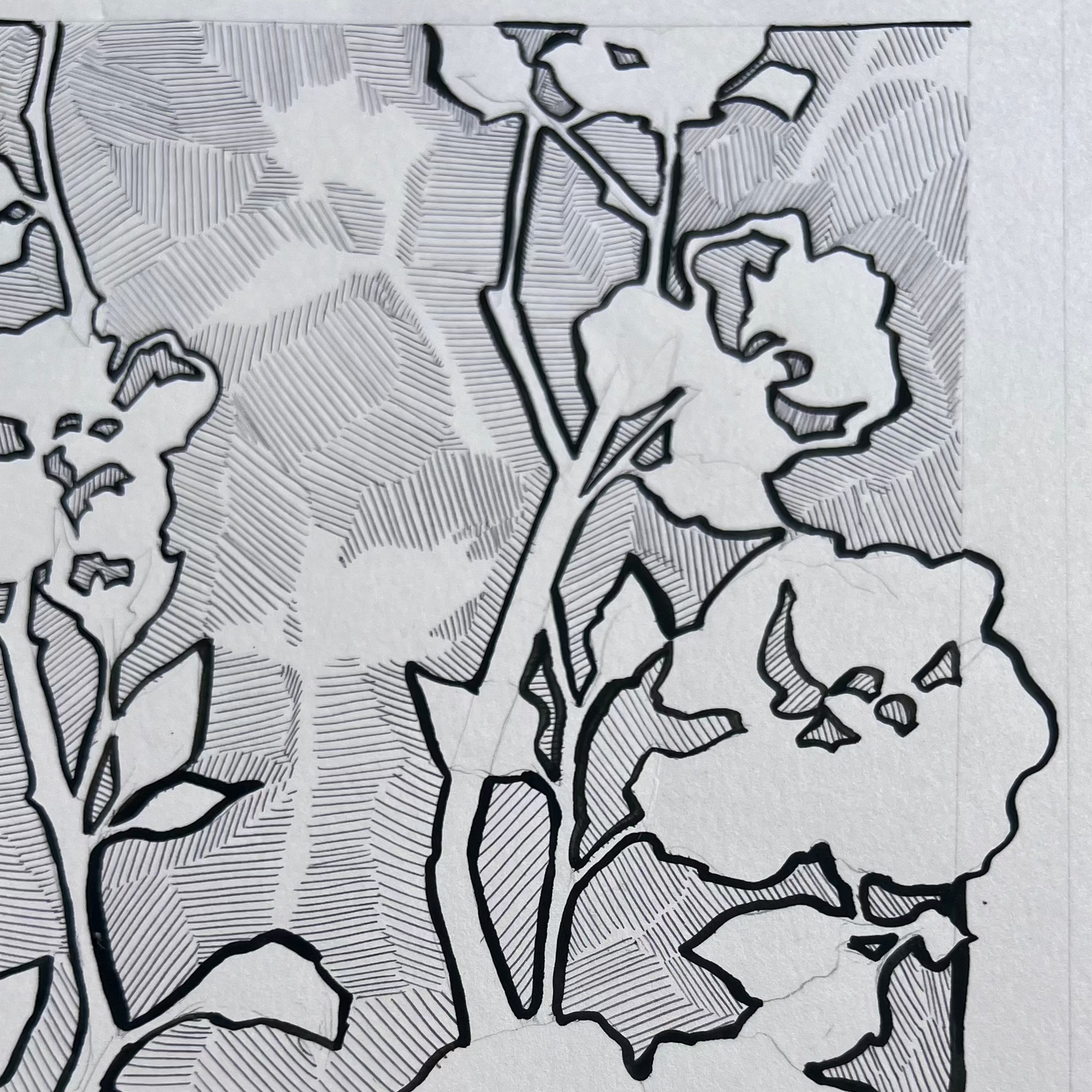 Cherokee Rose Contour Illustration