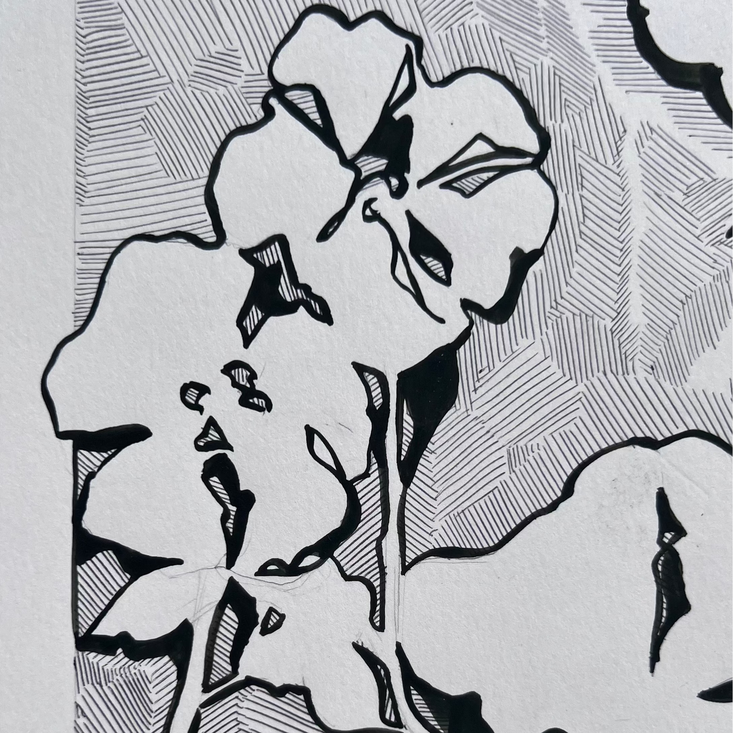 Cherokee Rose Contour Illustration