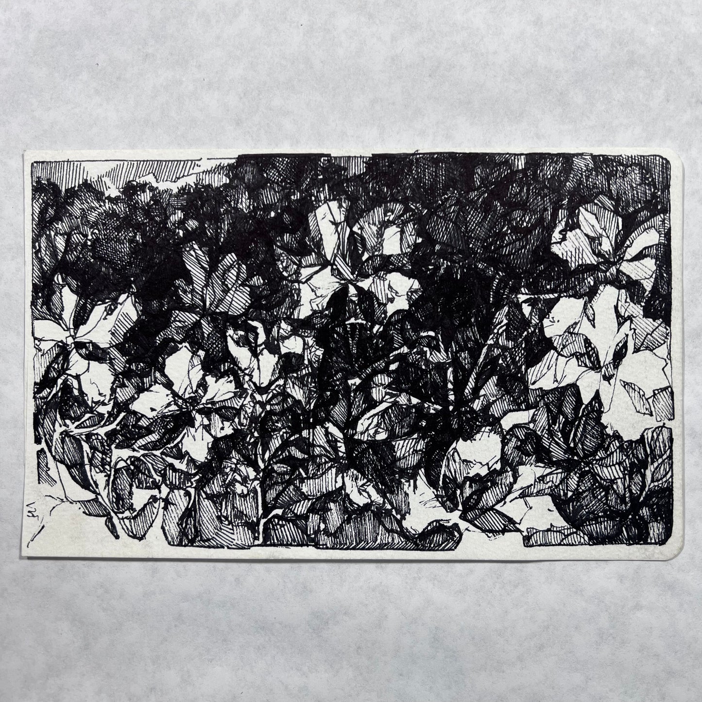 Floral Hatched Ink Illustration