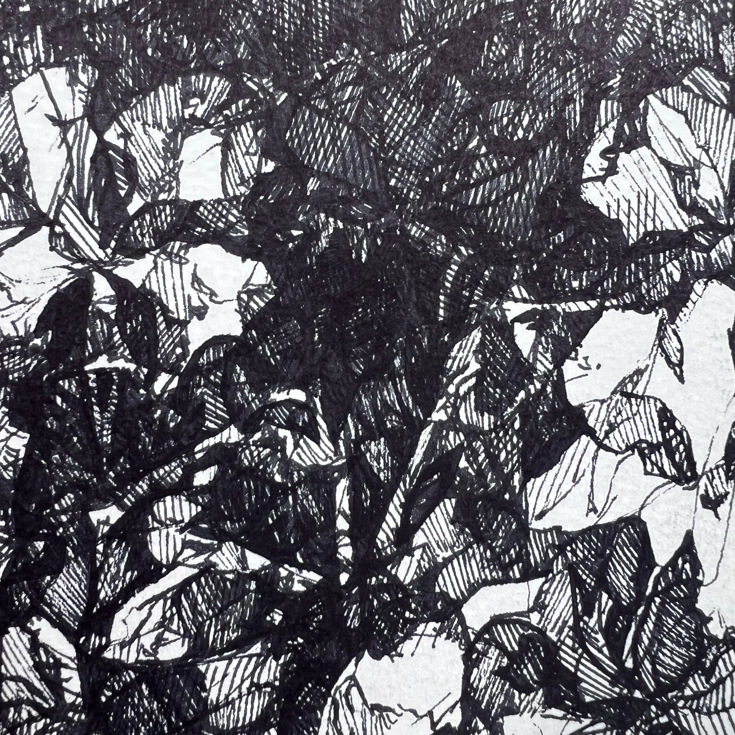 Floral Hatched Ink Illustration