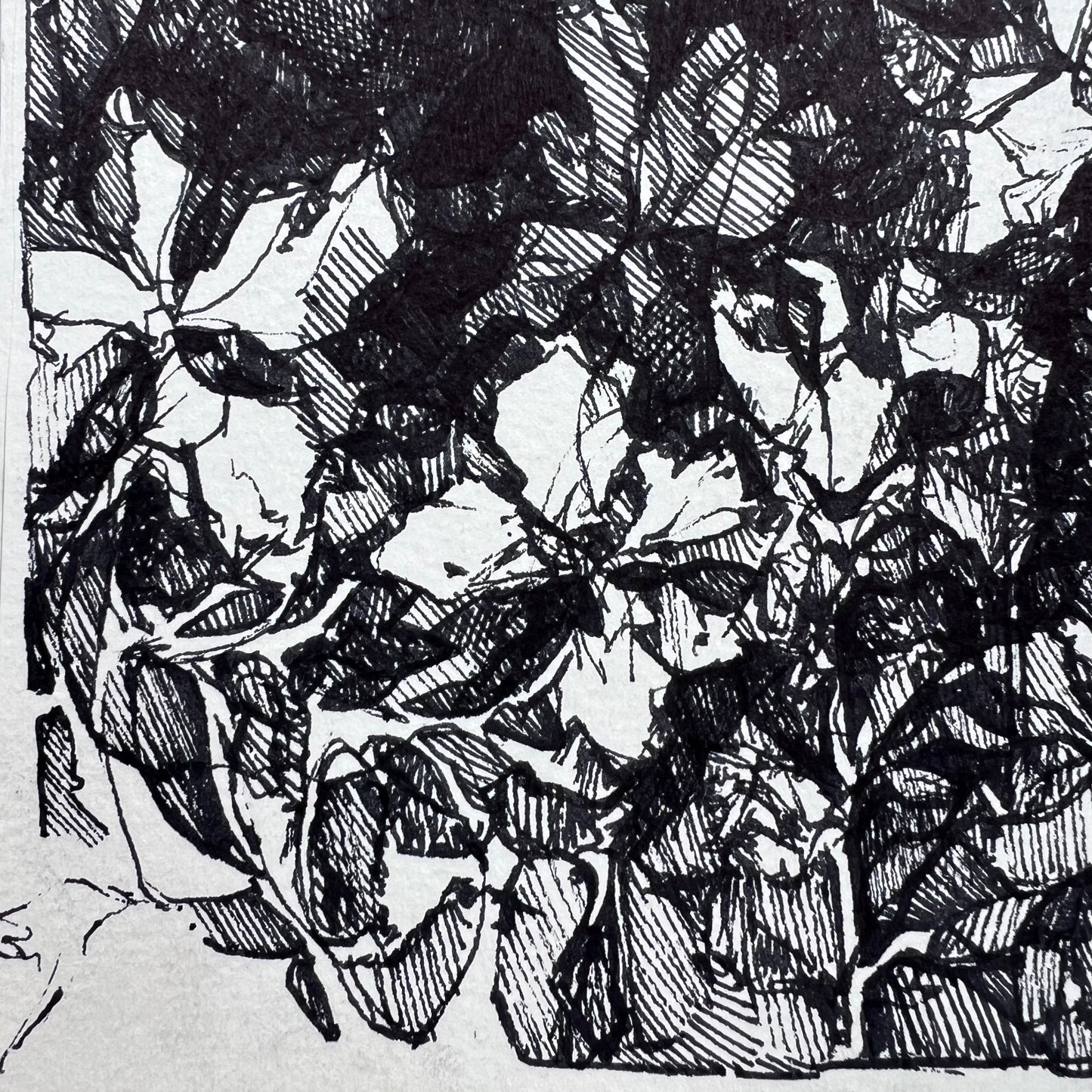 Floral Hatched Ink Illustration