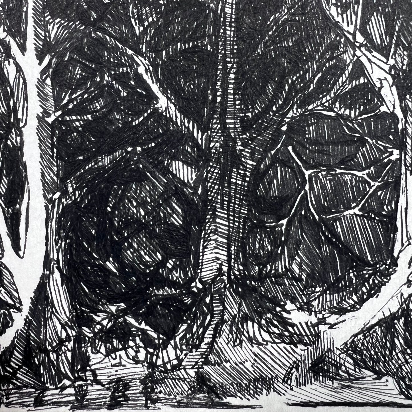 Forest Hatched Ink Illustration